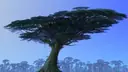 Pandora